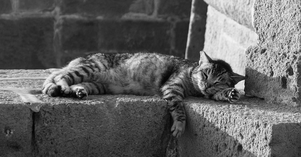 cat bw